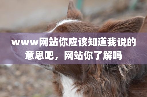 www网站你应该知道我说的意思吧，网站你了解吗
