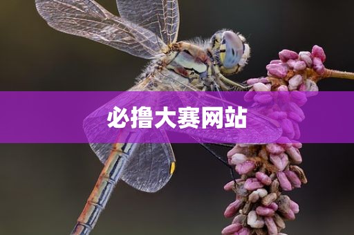 必撸大赛网站