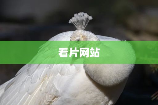 看片网站