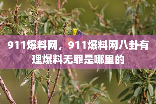 911爆料网，911爆料网八卦有理爆料无罪是哪里的