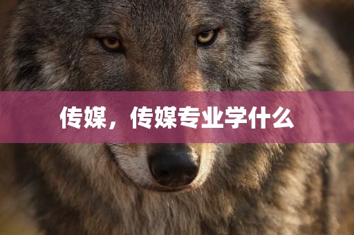 传媒，传媒专业学什么