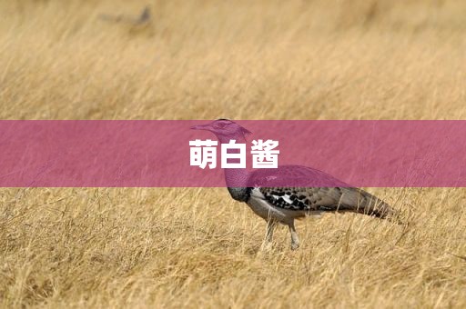萌白酱