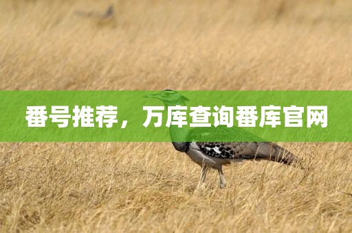 番号推荐，万库查询番库官网