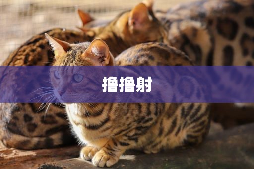 撸撸射