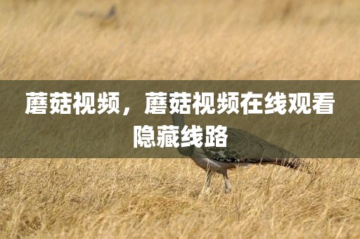 蘑菇视频，蘑菇视频在线观看隐藏线路