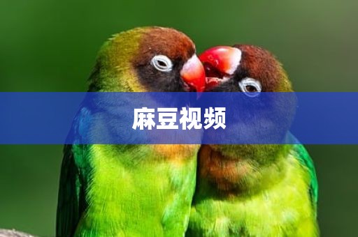 麻豆视频