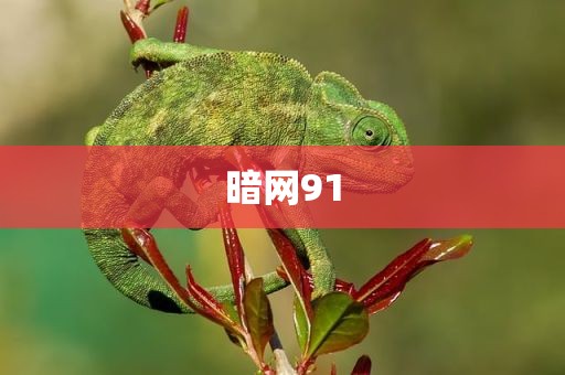 暗网91