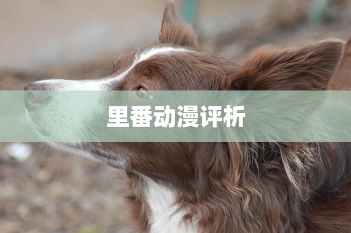 里番动漫评析