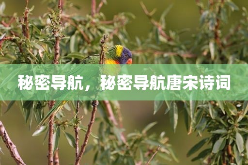 秘密导航，秘密导航唐宋诗词