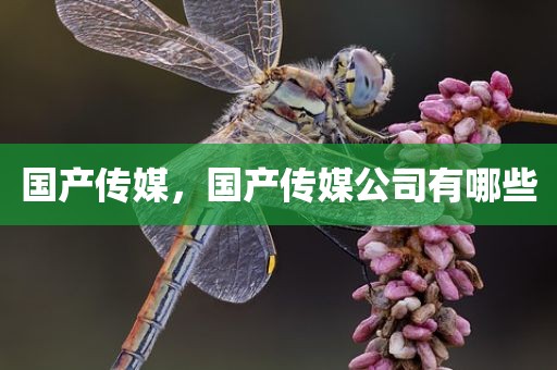 国产传媒，国产传媒公司有哪些