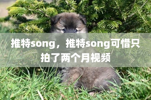 推特song，推特song可惜只拍了两个月视频