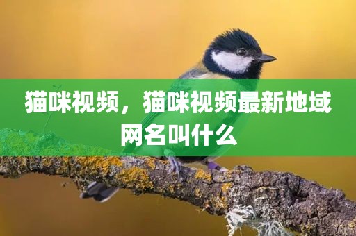 猫咪视频，猫咪视频最新地域网名叫什么