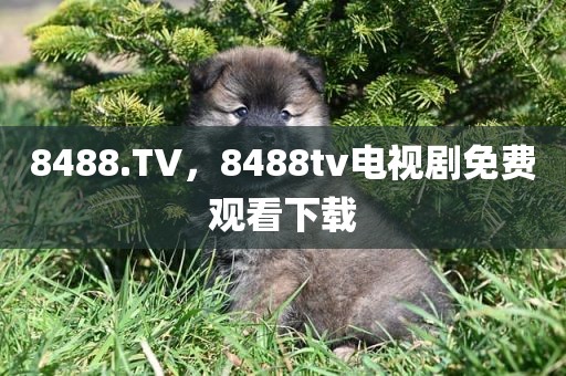 8488.TV，8488tv电视剧免费观看下载
