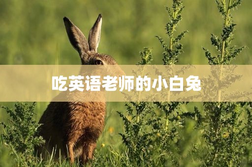 吃英语老师的小白兔
