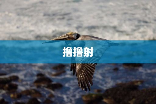 撸撸射