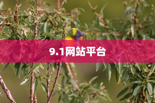 9.1网站平台
