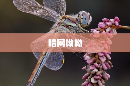 暗网呦呦