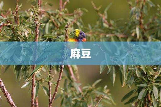 麻豆
