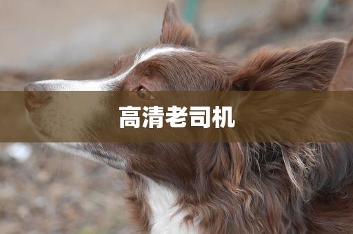 高清老司机