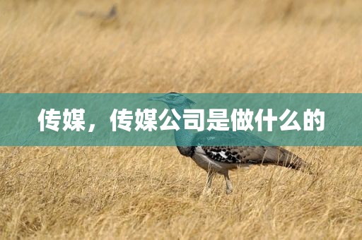 传媒，传媒公司是做什么的
