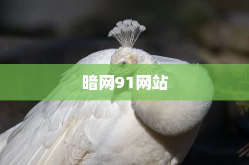 暗网91网站