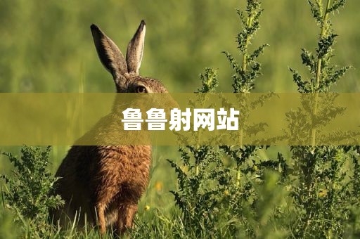 鲁鲁射网站