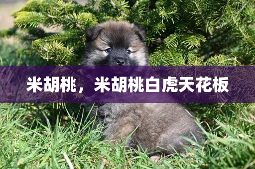 米胡桃，米胡桃白虎天花板
