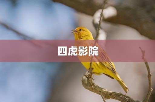 四虎影院
