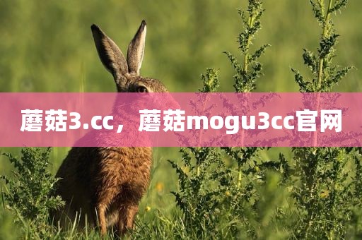 蘑菇3.㏄，蘑菇mogu3cc官网
