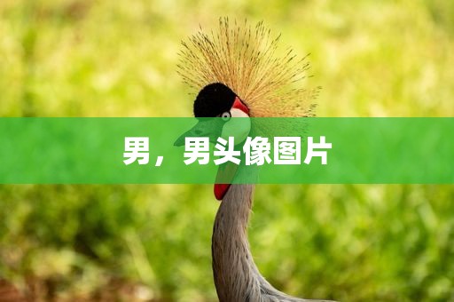 男，男头像图片
