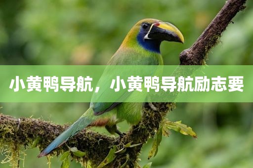 小黄鸭导航，小黄鸭导航励志要