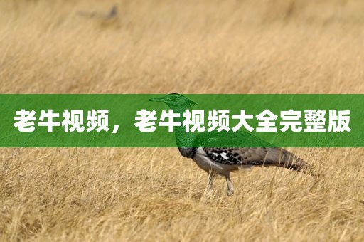 老牛视频，老牛视频大全完整版
