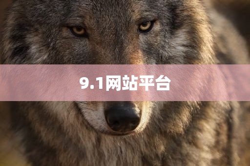 9.1网站平台