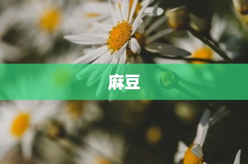麻豆
