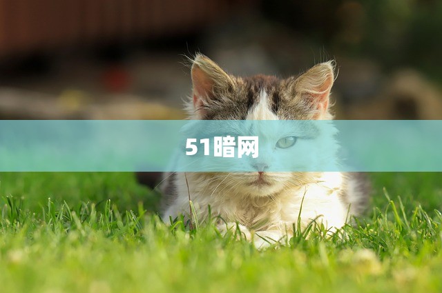 51暗网