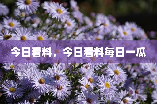 今日看料，今日看料每日一瓜