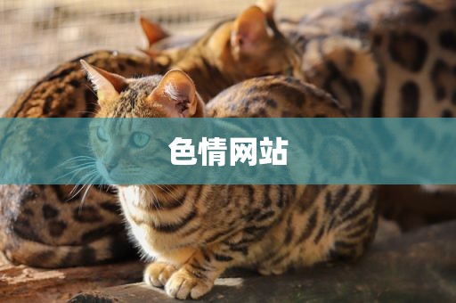 色情网站