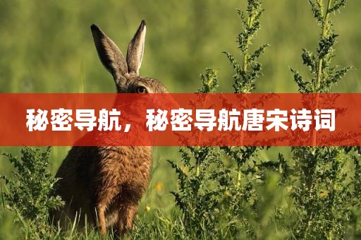 秘密导航，秘密导航唐宋诗词