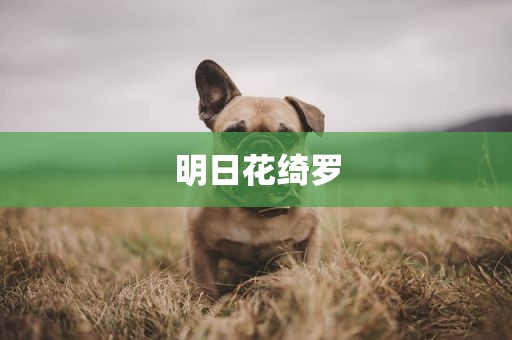 明日花绮罗
