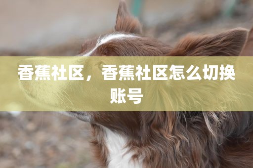 香蕉社区，香蕉社区怎么切换账号