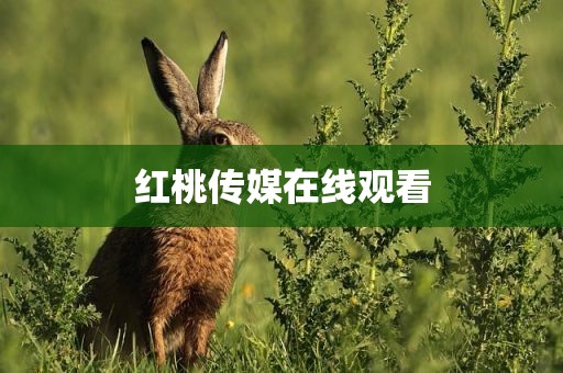 红桃传媒在线观看