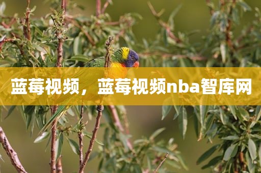 蓝莓视频，蓝莓视频nba智库网