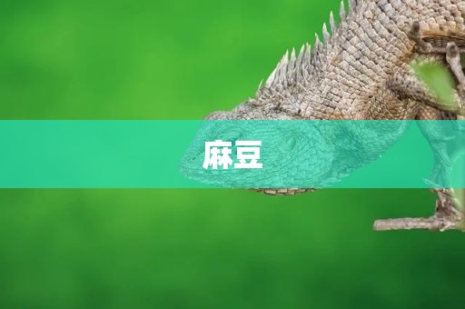 麻豆