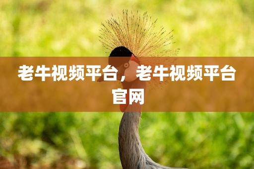 老牛视频平台，老牛视频平台官网