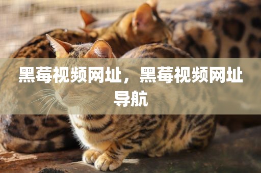 黑莓视频网址，黑莓视频网址导航