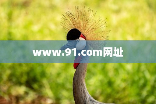 www.91.com网址