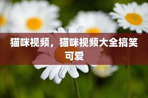 猫咪视频，猫咪视频大全搞笑可爱