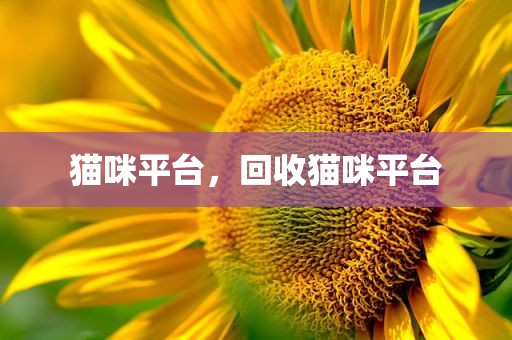 猫咪平台，回收猫咪平台