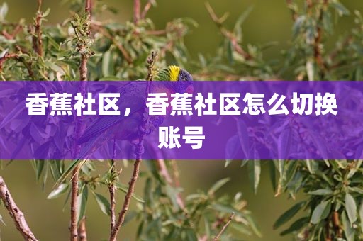 香蕉社区，香蕉社区怎么切换账号