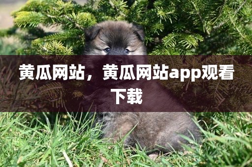 黄瓜网站，黄瓜网站app观看下载